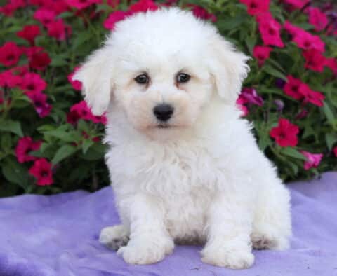 Fluffy white Bichon Frise puppy sitting attentively on a purple blanket, framed by a backdrop of vivid pink petunias in full bloom.