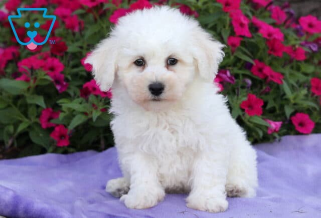 Fluffy white Bichon Frise puppy sitting attentively on a purple blanket, framed by a backdrop of vivid pink petunias in full bloom. image