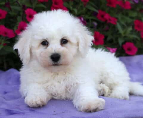 White Bichon Frise puppy lying down on a lavender blanket, gazing sweetly forward with soft, round eyes, surrounded by bright pink flowers in full bloom.