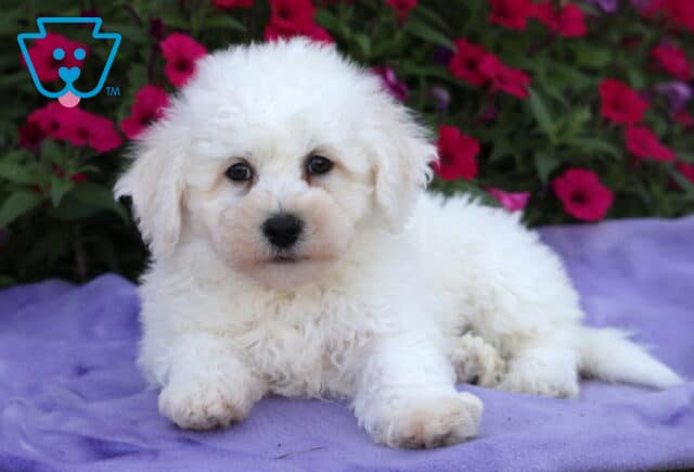 White Bichon Frise puppy lying down on a lavender blanket, gazing sweetly forward with soft, round eyes, surrounded by bright pink flowers in full bloom. image
