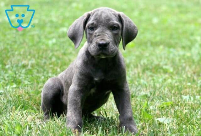 Adorable gray Cane Corso puppy sitting in a grassy field, looking curiously at the camera with soft eyes and floppy ears. image