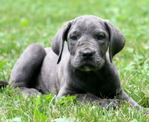Scotty Cane Corso2