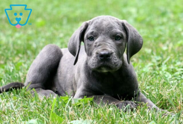 Sweet gray Cane Corso puppy lying in the grass with front paws stretched out and ears flopped forward, gazing calmly at the camera. image