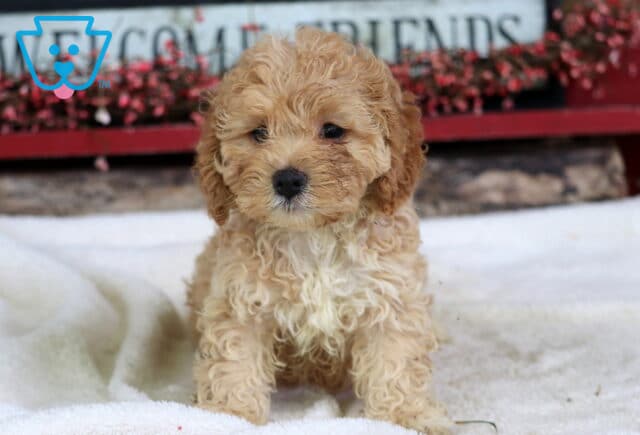 Scotty Cockapoo image