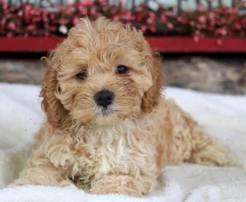 Scotty Cockapoo2