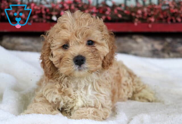 Scotty Cockapoo2 image