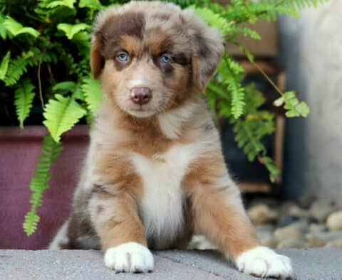 Red merle Australian Shepherd puppy with striking blue eyes and white markings on the chest and paws, sitting in front of a fern plant and looking curiously at the camera.
