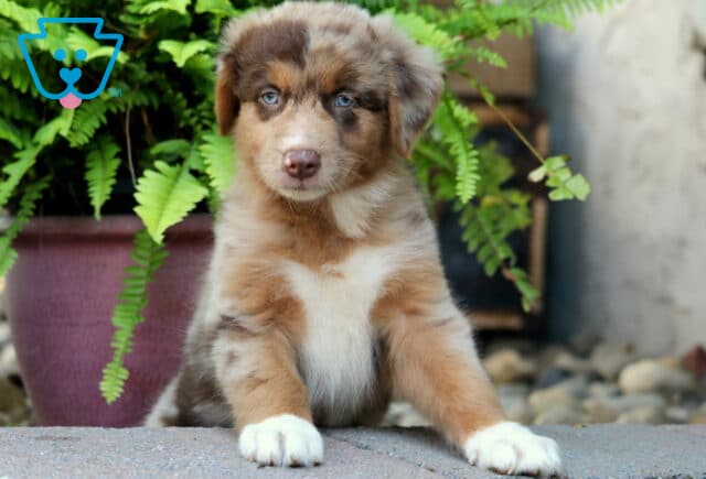 Red merle Australian Shepherd puppy with striking blue eyes and white markings on the chest and paws, sitting in front of a fern plant and looking curiously at the camera. image