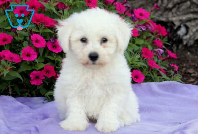 Fluffy white Bichon Frise puppy sitting upright on a lavender blanket, with deep eyes and a curious expression, surrounded by bright pink petunias and a large tree trunk in the background. image