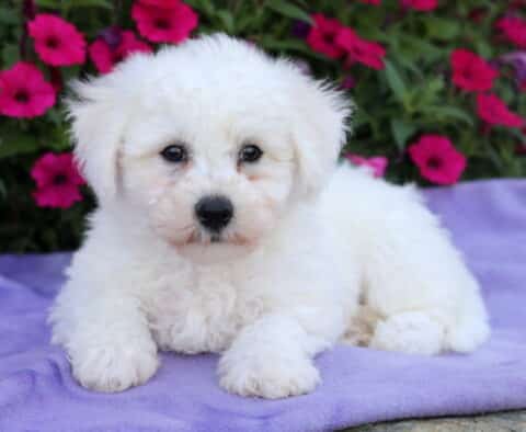 Bichon Frise puppy with a fluffy white coat and dark, expressive eyes, lying on a soft purple blanket in front of a backdrop of bright pink petunias.