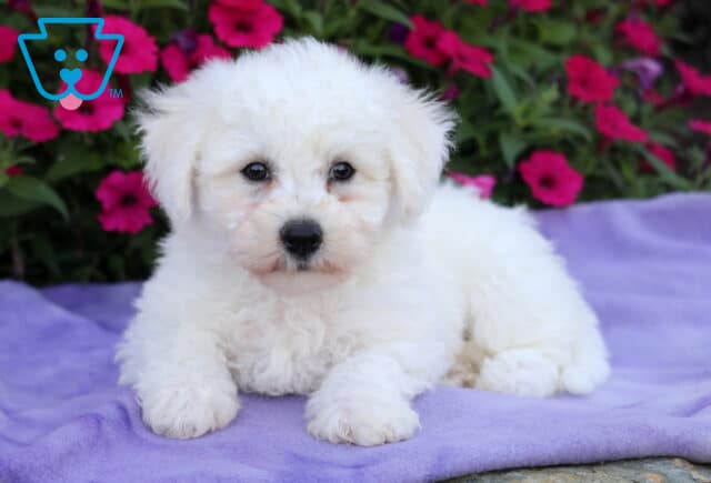 Bichon Frise puppy with a fluffy white coat and dark, expressive eyes, lying on a soft purple blanket in front of a backdrop of bright pink petunias. image
