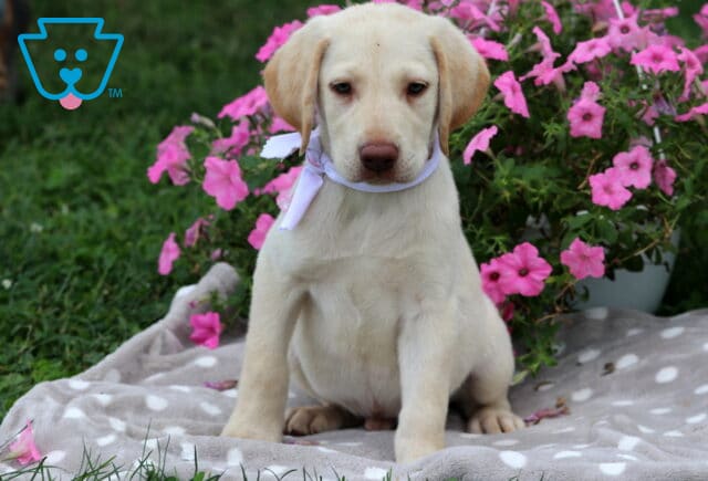 Scully Lab Mi image