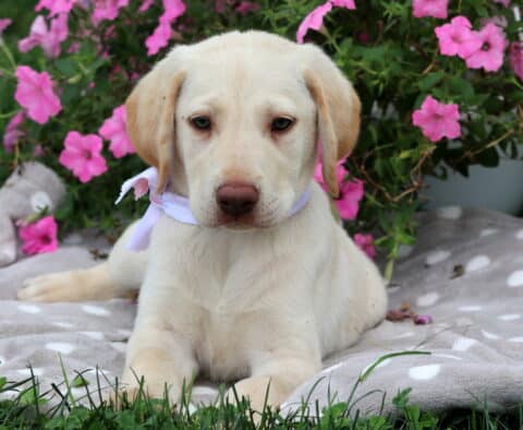 Scully Lab Mi2
