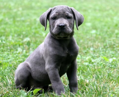 Seth Cane Corso