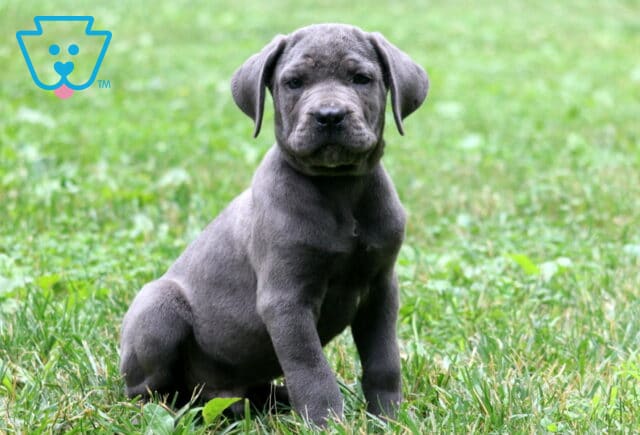 Solid gray Cane Corso puppy with a serious expression sits upright in a grassy yard, surrounded by green clover and short grass. image
