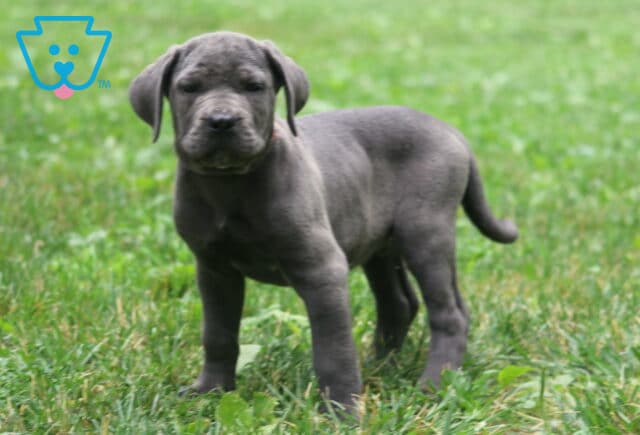 Muscular gray Cane Corso puppy stands confidently on green grass, gazing straight ahead with a strong and alert posture. image