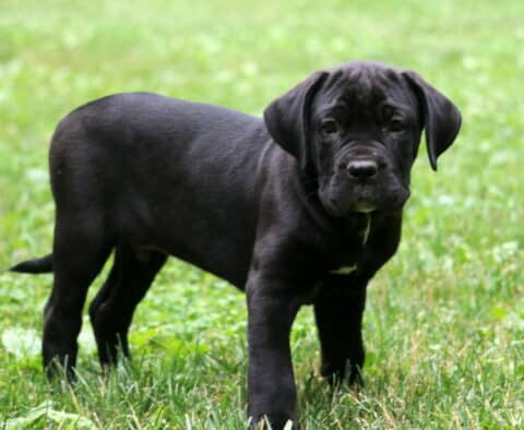 Shadow Cane Corso