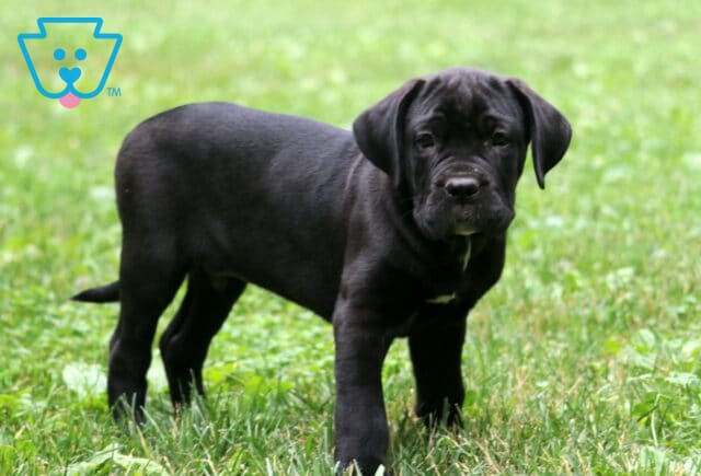 Black Cane Corso puppy with a small white spot on its chest stands alert in a grassy yard, gazing directly at the camera with a calm, confident look. image