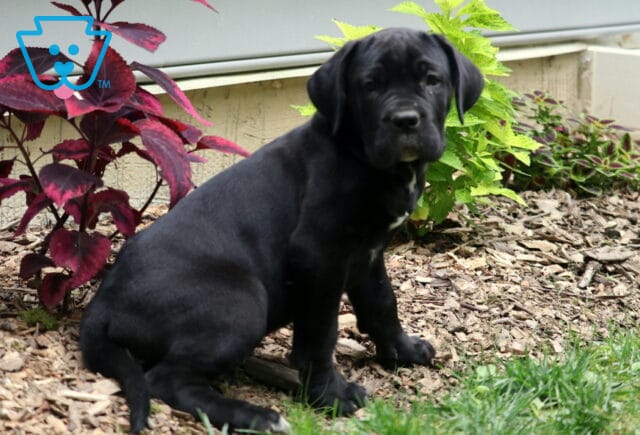 Black Cane Corso puppy with a white chest patch sits near colorful garden plants, resting on mulch beside a house and looking calmly at the camera. image