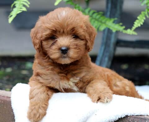 Shamrock Mini Goldendoodle