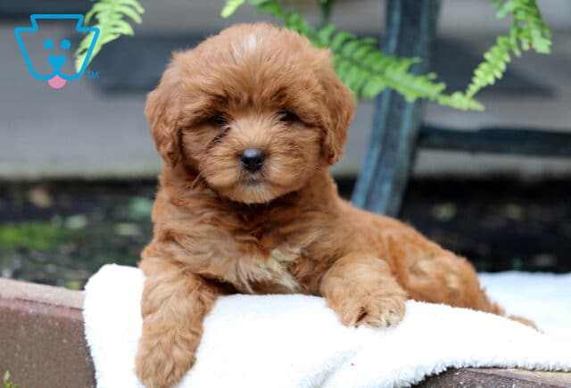 Shamrock Mini Goldendoodle image