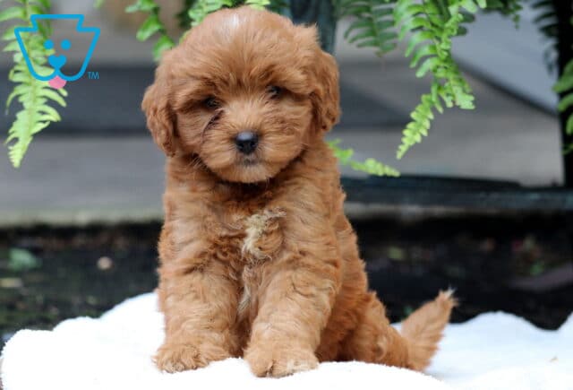 Shamrock Mini Goldendoodle2 image