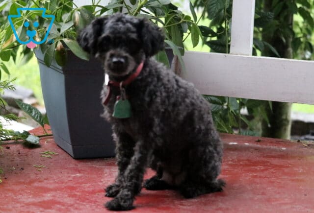 Shasta Toy Poodle Joel Peachy image