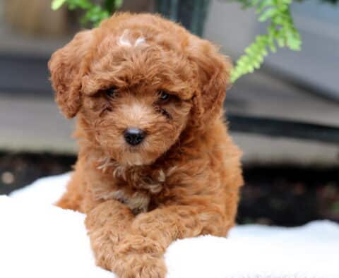 Shilo Mini Goldnedoodle