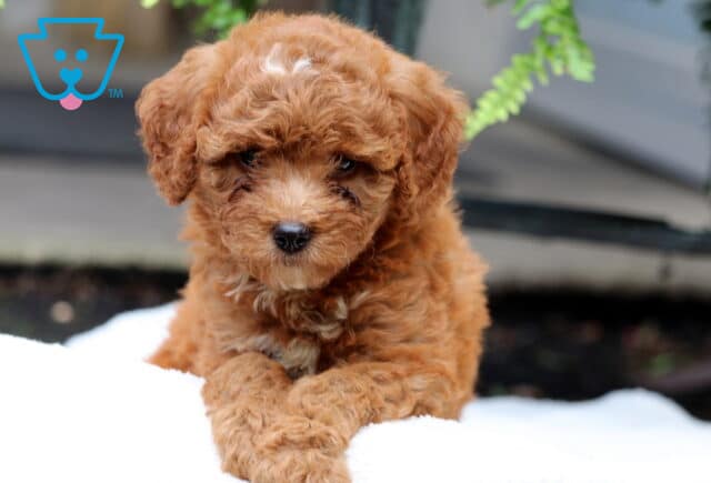 Shilo Mini Goldnedoodle image