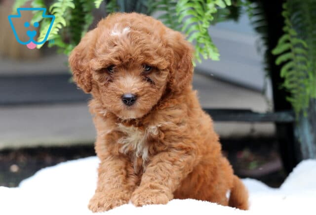 Shilo Mini Goldnedoodle2 image