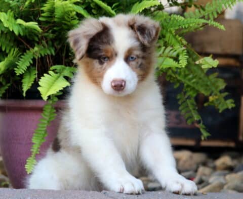 Blue-eyed Australian Shepherd puppy with a white and merle coat sitting in front of a potted fern, looking calmly at the camera.