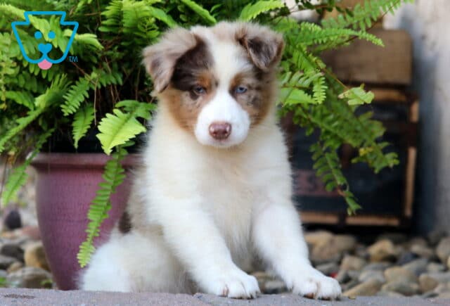 Blue-eyed Australian Shepherd puppy with a white and merle coat sitting in front of a potted fern, looking calmly at the camera. image