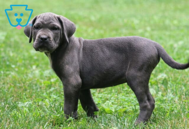 Gray Cane Corso puppy with a strong build stands in a grassy field, facing the camera with a steady and composed expression. image