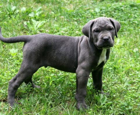 Sid Cane Corso2