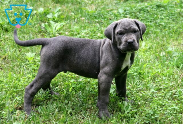 Gray Cane Corso puppy with a white chest stands in a grassy yard, tail lifted and eyes focused forward with a confident stance. image