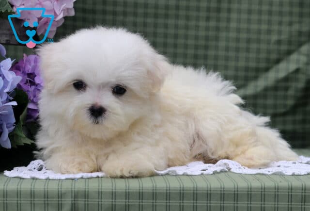 Simba Maltese image