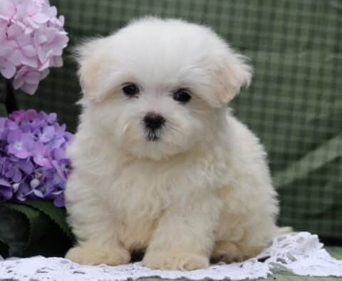 Simba Maltese2