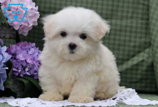 Simba Maltese2 image
