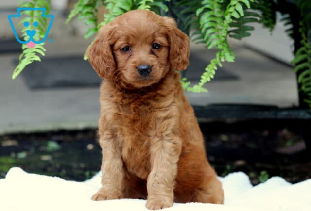 Siri Mini Goldendoodle image