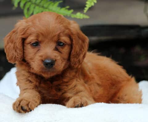 Siri Mini Goldendoodle2