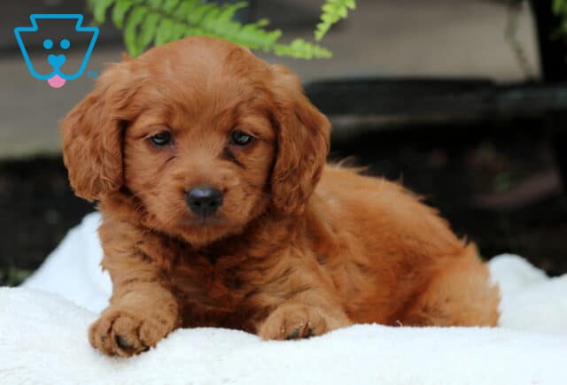 Siri Mini Goldendoodle2 image