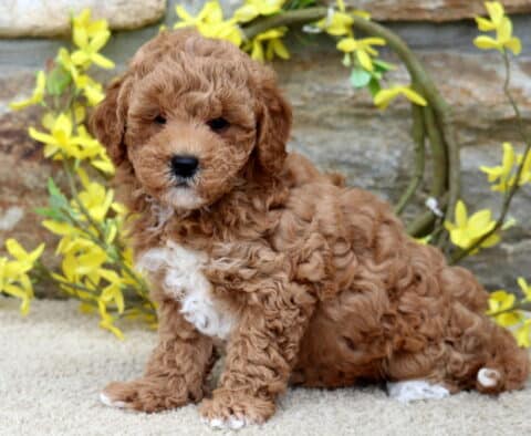 Fluffy red Poodle mix puppy with a white chest sitting on a carpeted surface in front of a stone wall decorated with a ring of yellow flowers.