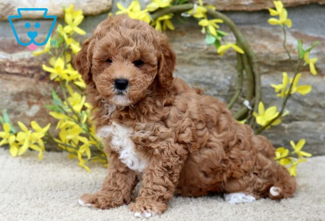 Fluffy red Poodle mix puppy with a white chest sitting on a carpeted surface in front of a stone wall decorated with a ring of yellow flowers. image