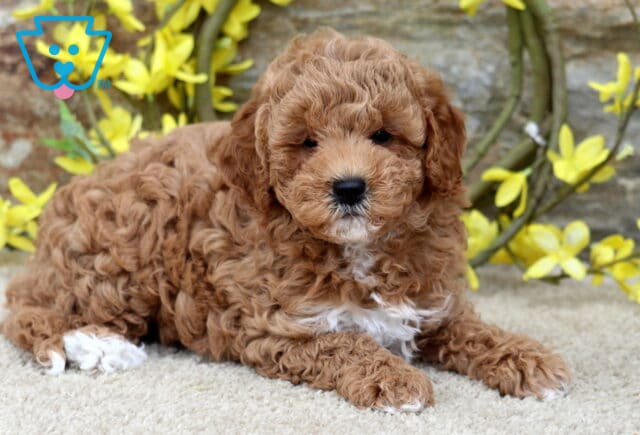 Curly red Poodle mix puppy with a white chest and white-tipped paw lying on a carpet in front of a stone wall adorned with yellow flowers. image