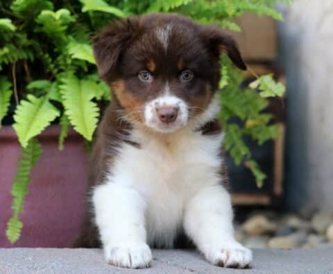 Adorable brown and white Australian Shepherd puppy with tan markings and expressive eyes, sitting in front of green ferns and looking curiously at the camera.