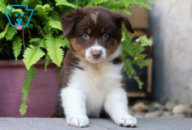 Adorable brown and white Australian Shepherd puppy with tan markings and expressive eyes, sitting in front of green ferns and looking curiously at the camera. image
