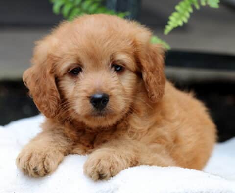Slinky Mini Goldendoodle