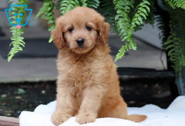 Slinky Mini Goldendoodle2 image