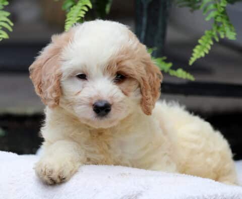 Sneakers Mini Goldendoodle