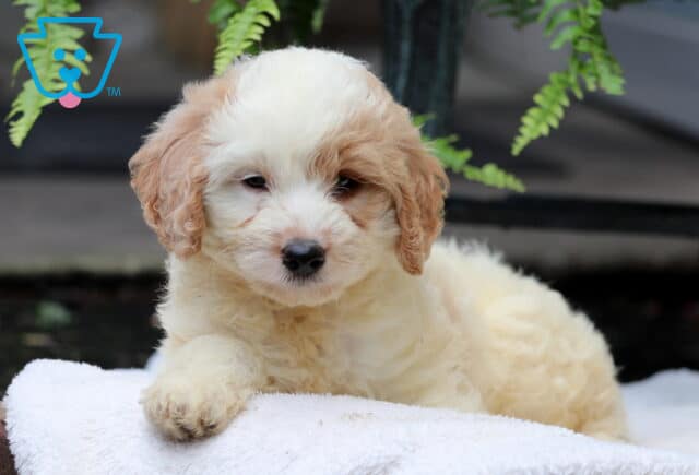 Sneakers Mini Goldendoodle image